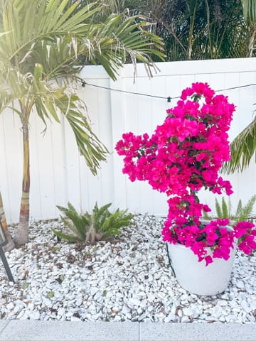 Bougainvillea